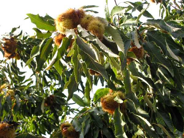  Image name: 31-castagne.jpg 
 width: 600 pixel 
 height: 450 pixel 
 Size: 48276 bytes 
 Click to enlarge 